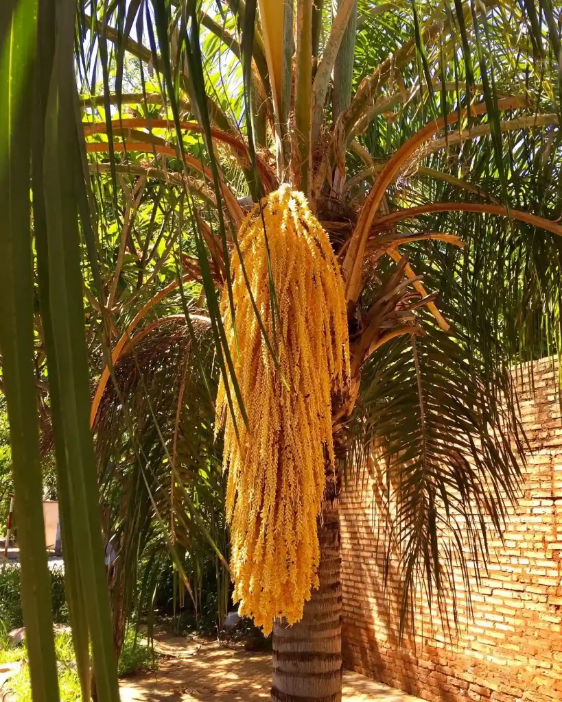 Queen Palm