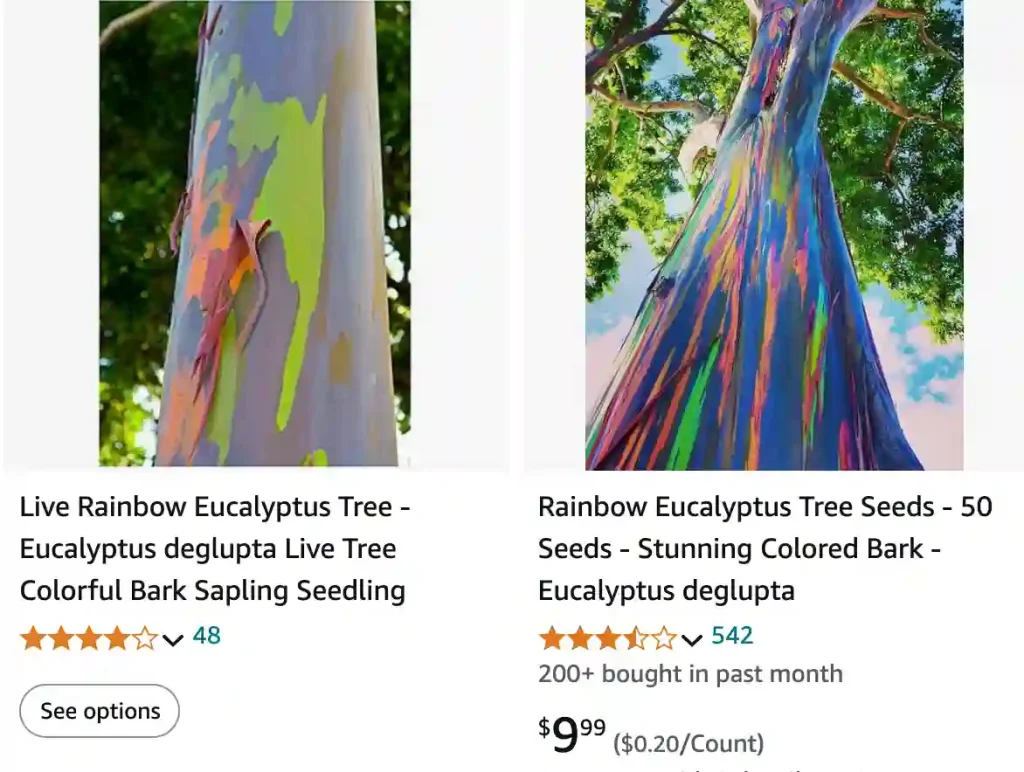 Rainbow Eucalyptus | Monsteraholic