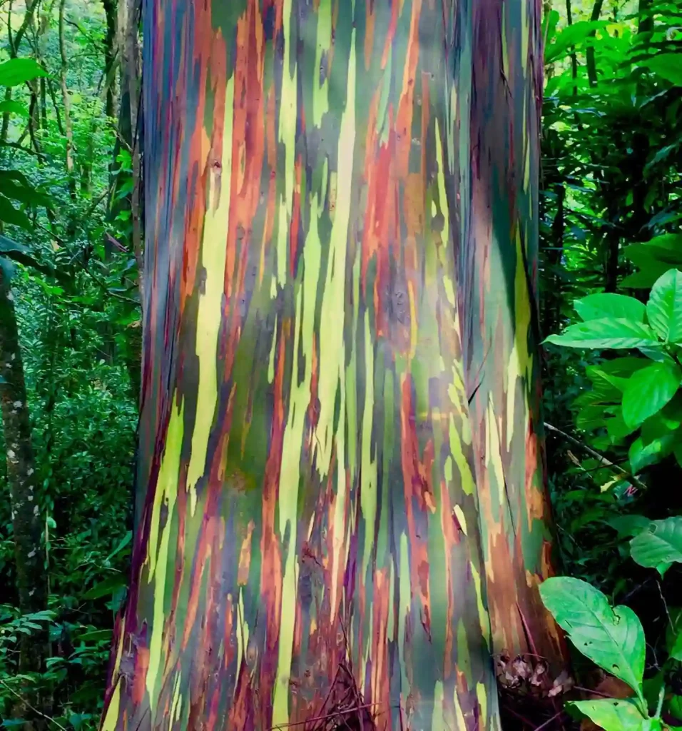 Rainbow Eucalyptus