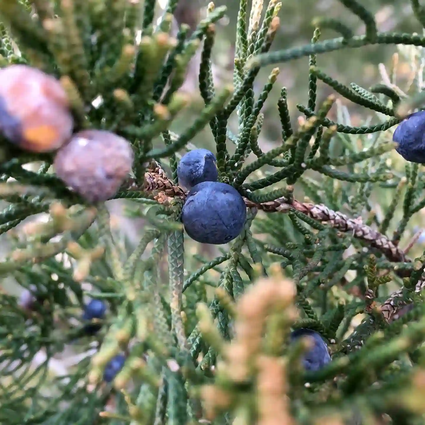 Plant FAQs: Red Cedar - Juniperus Virginiana