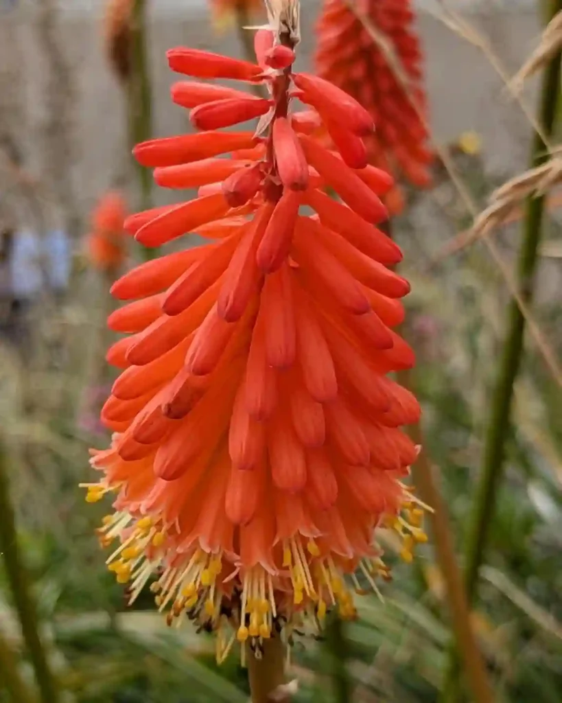 Red Hot Poker