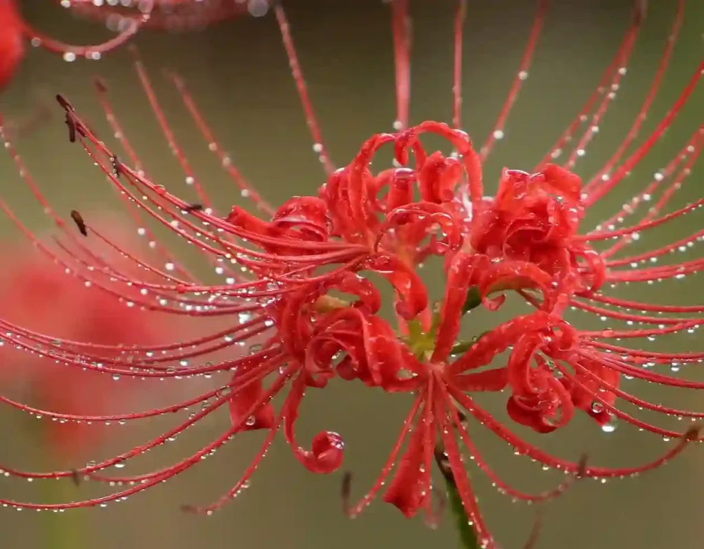 Red Spider Lily