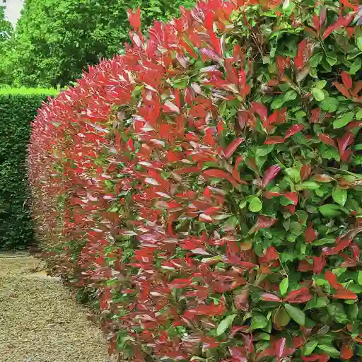 Red Tip Photinia