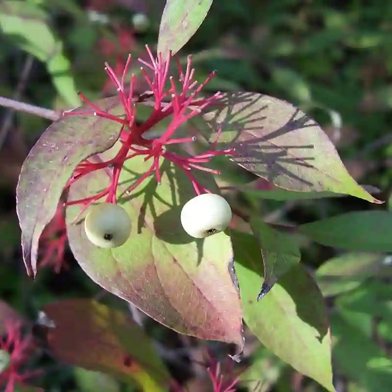 Red Twig Dogwood