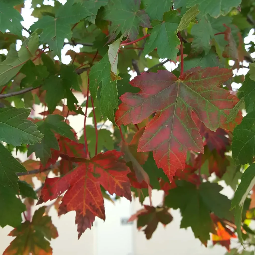 Redpointe Maple Tree