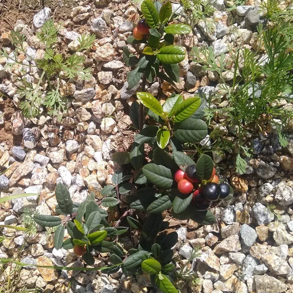 Rhamnus Californica Eve Case