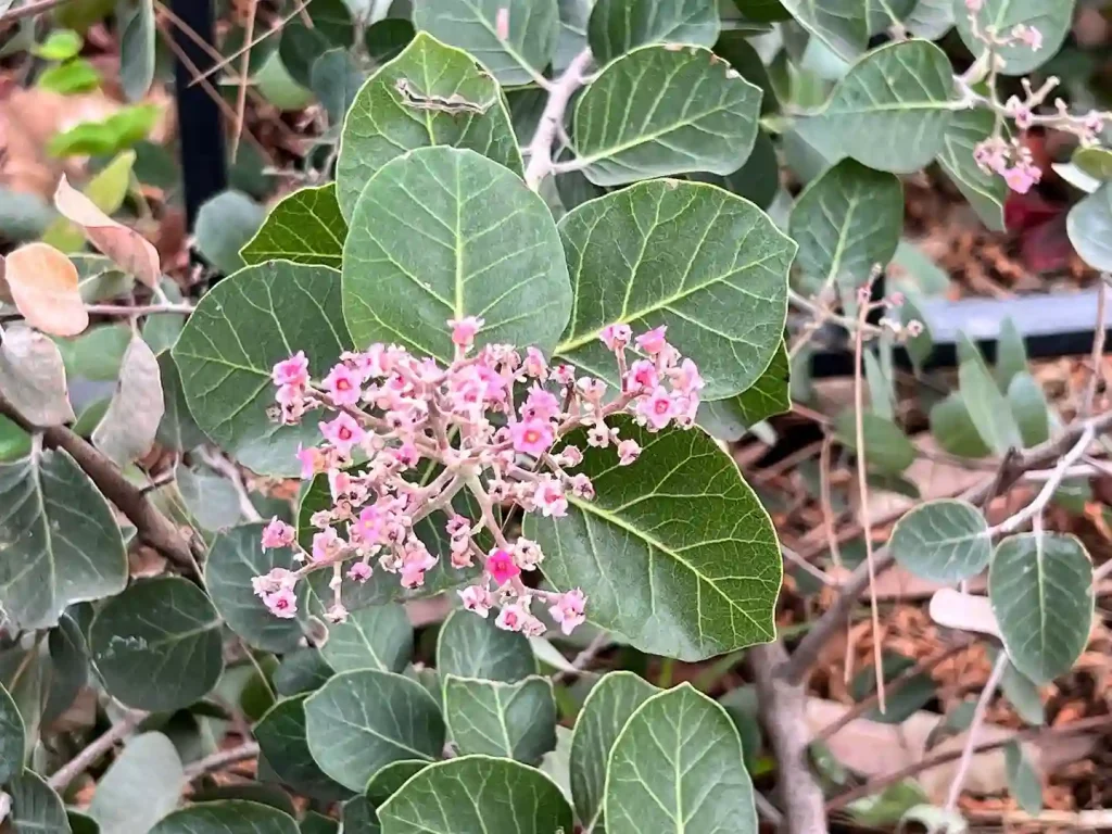 Rhus Lentii