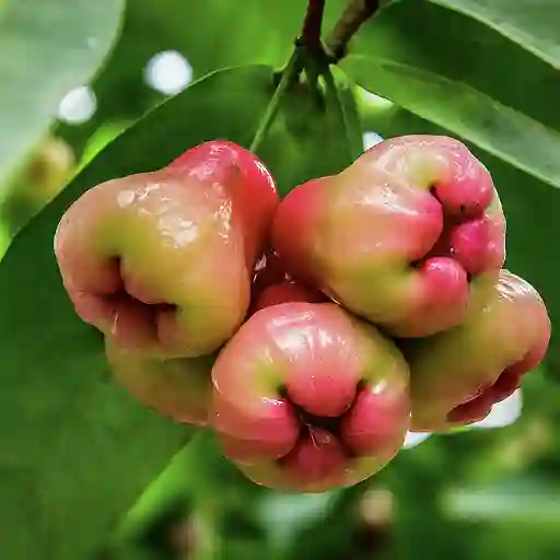 Rose Apple