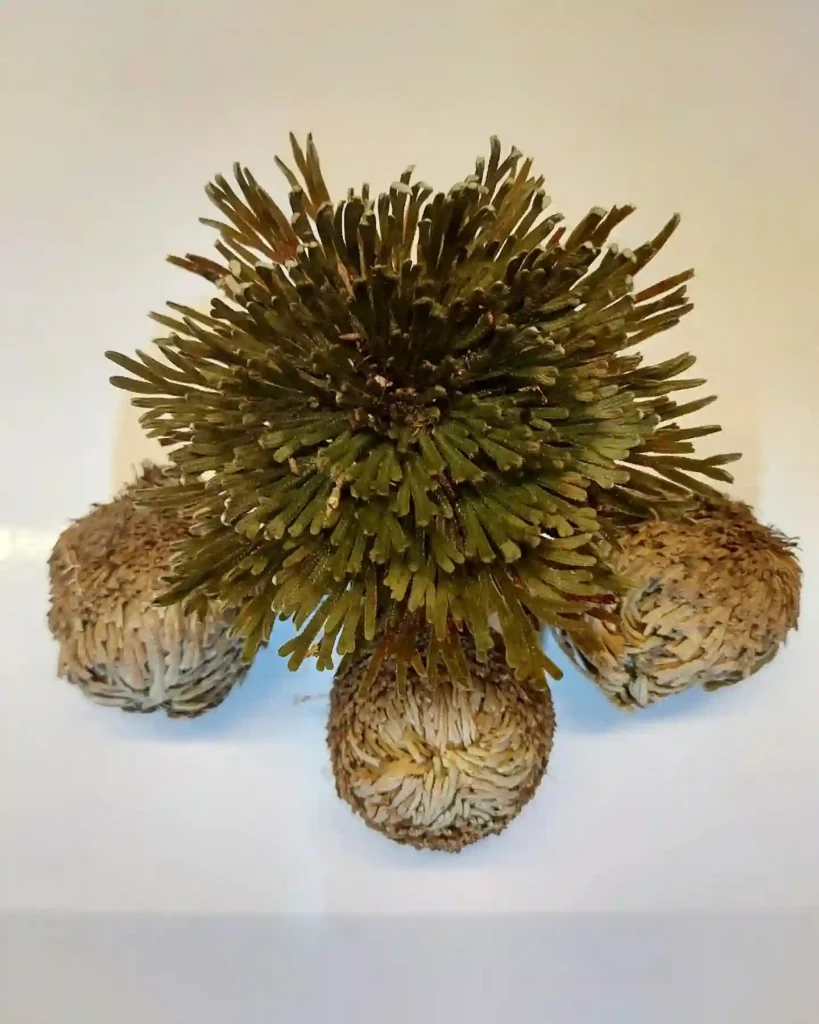 Rose Of Jericho