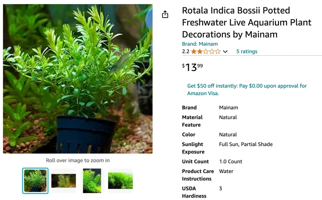 Rotala Bossii | Monsteraholic