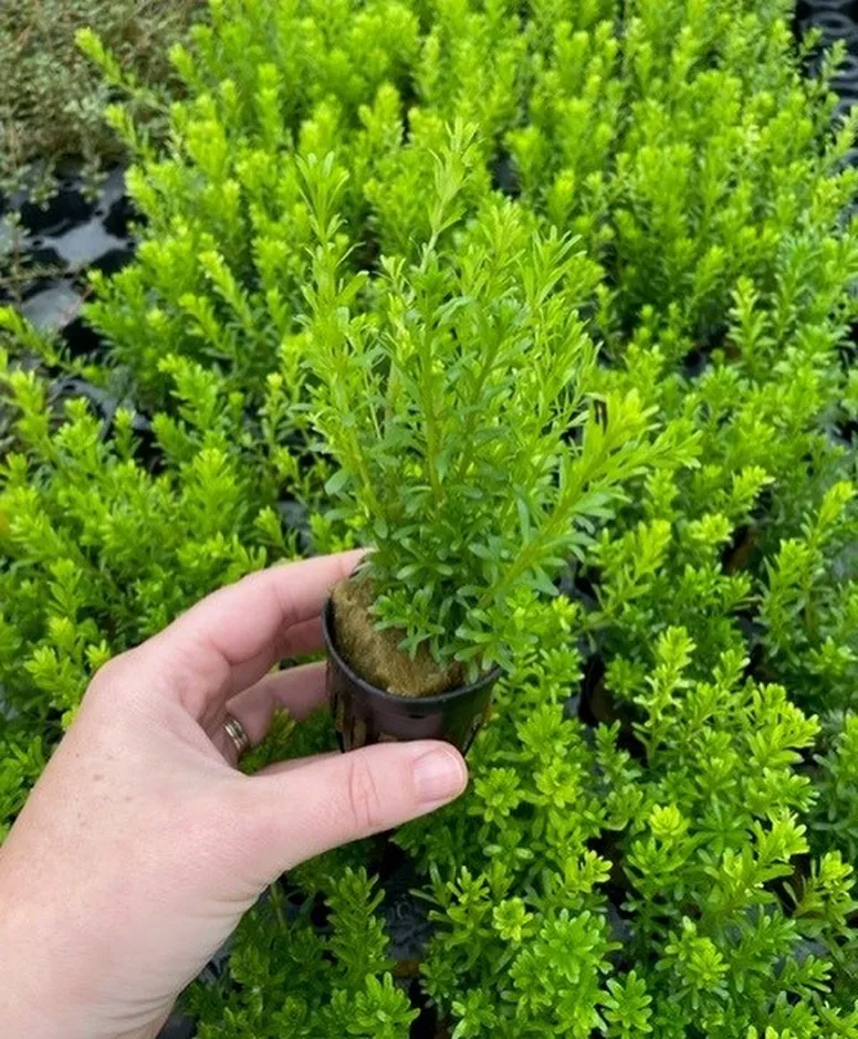 Rotala Bossii