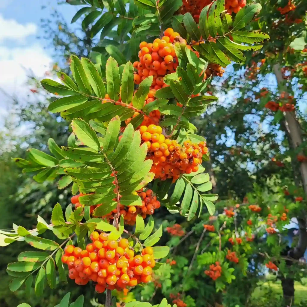 Rowan Tree