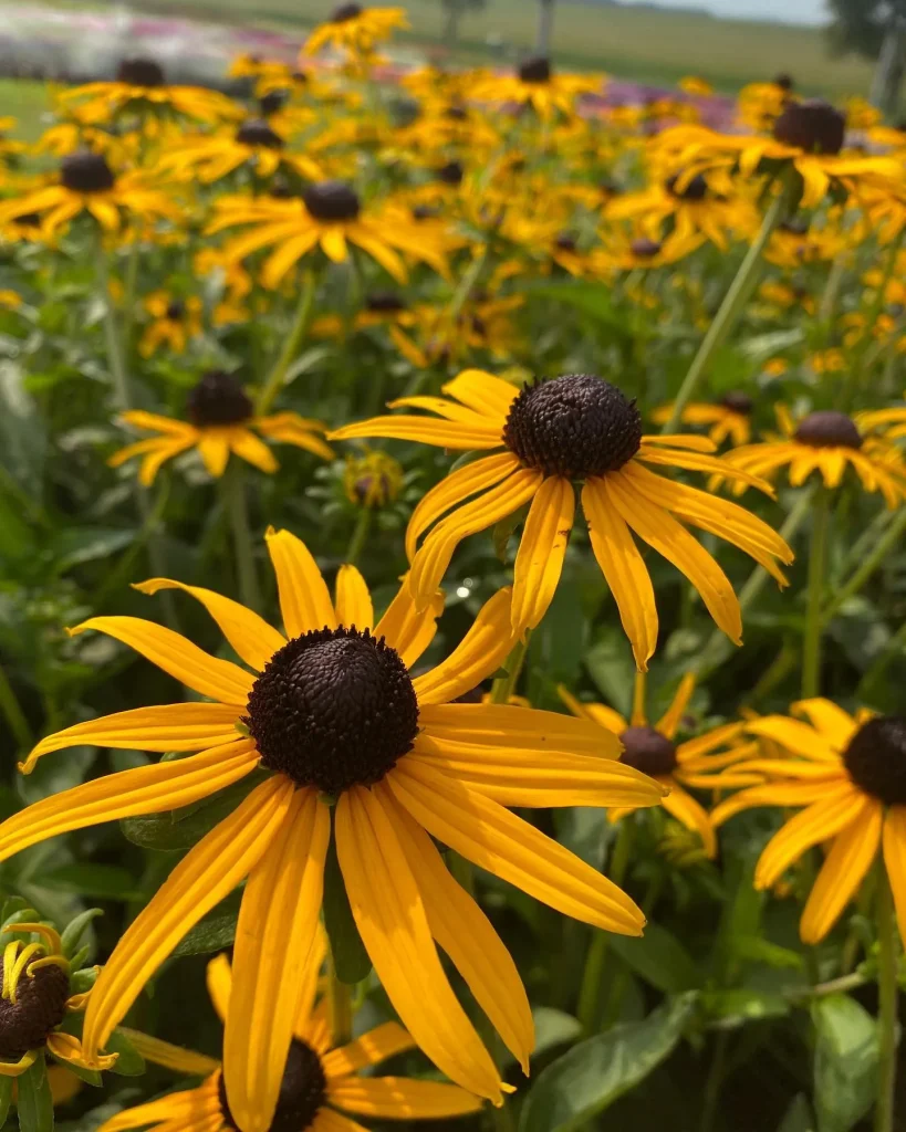 Rudbeckia Goldblitz