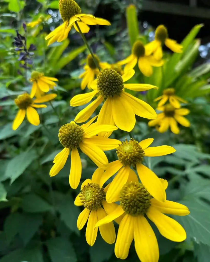 Rudbeckia Laciniata