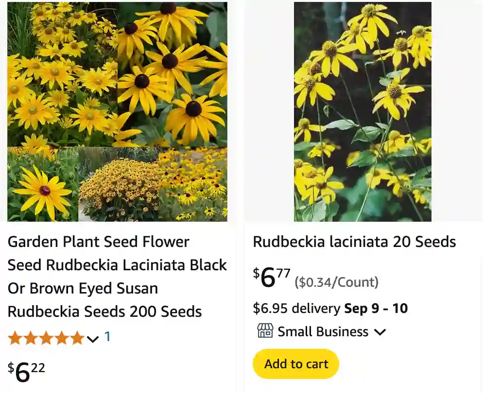 Rudbeckia Laciniata | Monsteraholic