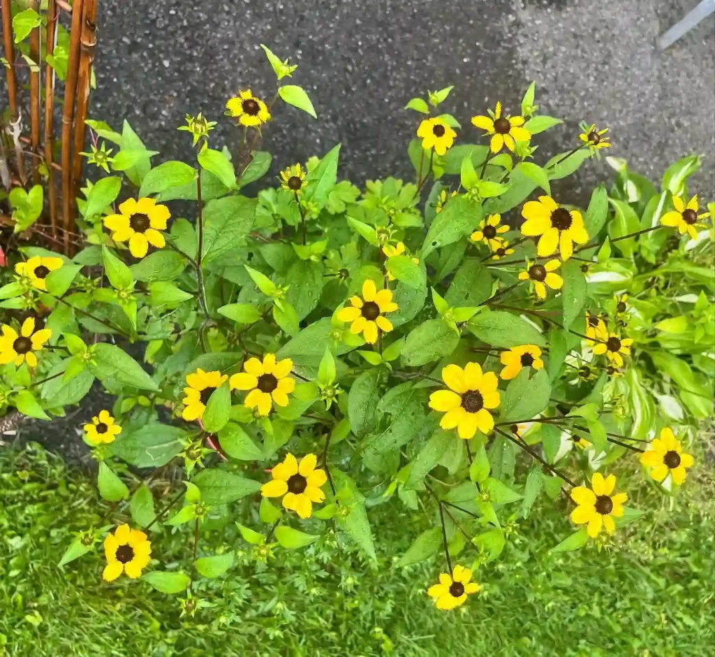 Rudbeckia Triloba