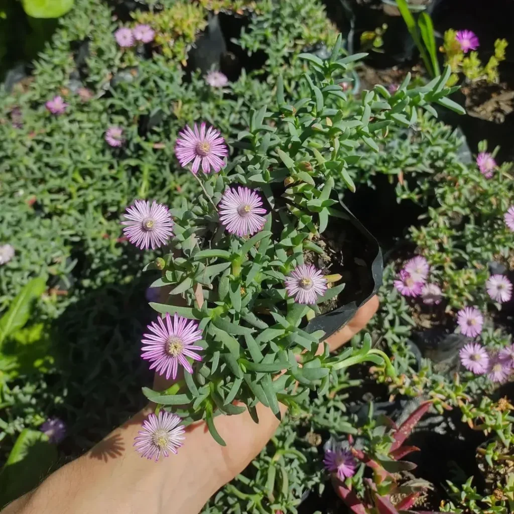 Ruschia Lineolata