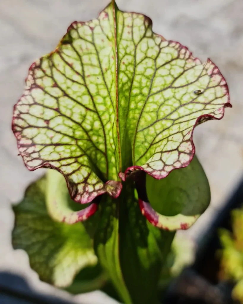 Sarracenia Leah Wilkerson