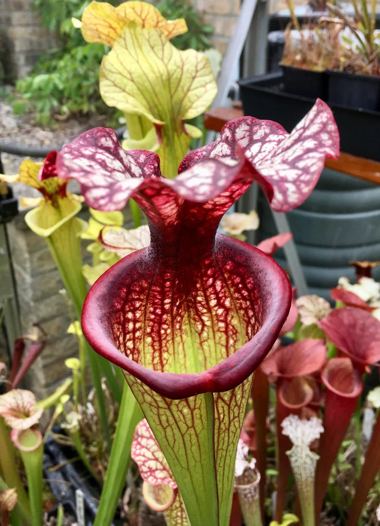 Sarracenia Moorei