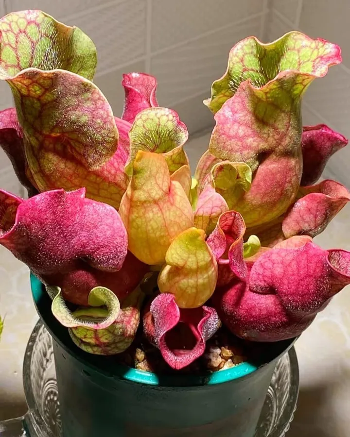 Sarracenia Rosea