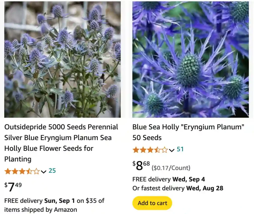 Sea Holly | Monsteraholic