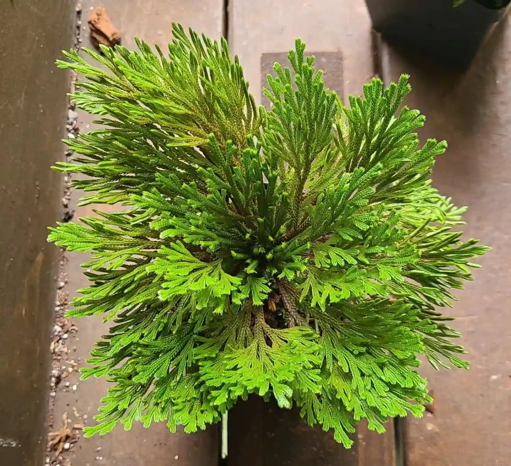 Selaginella