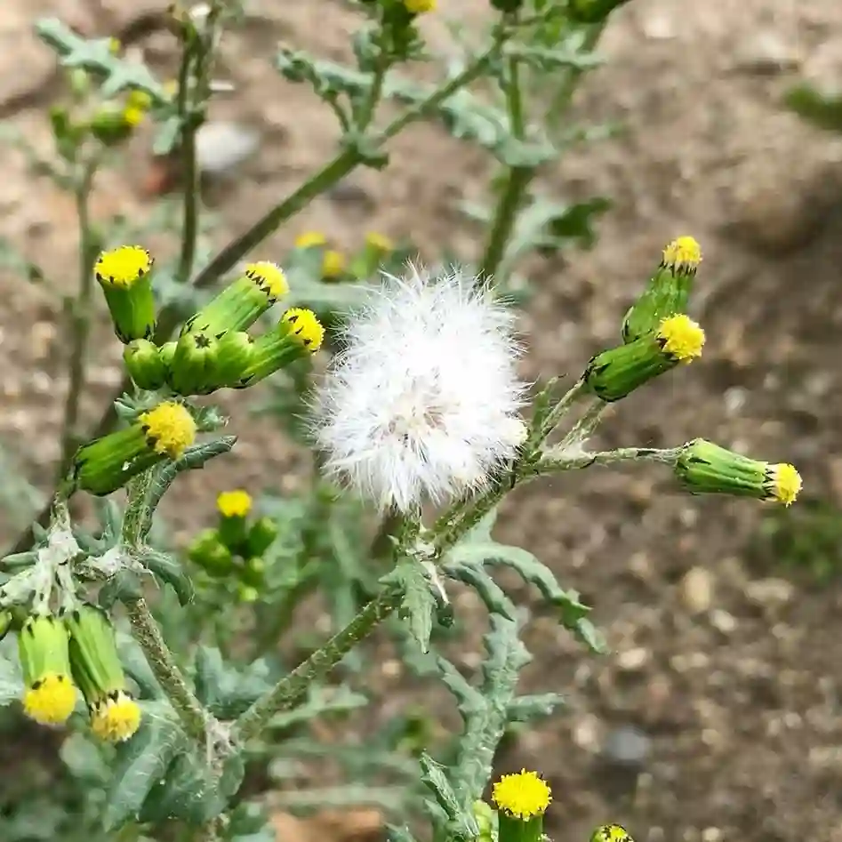 Senecio Vulgaris