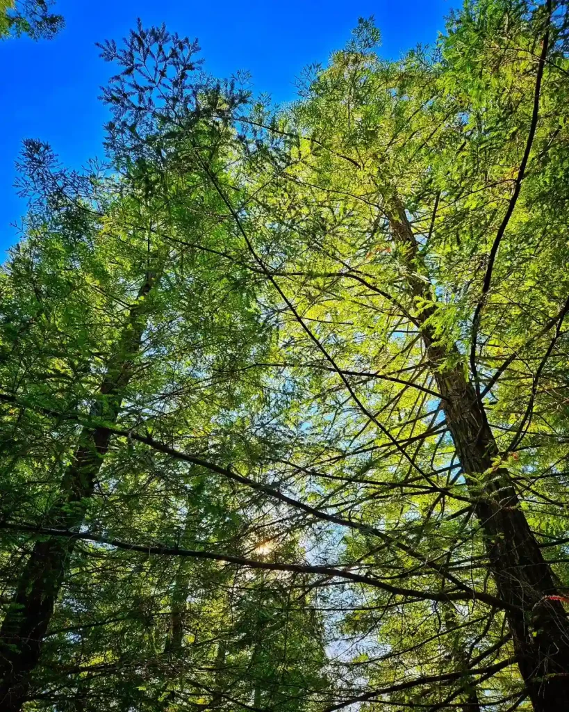 Sequoia Sempervirens