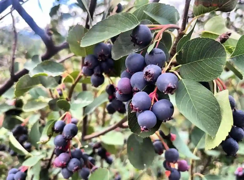 Serviceberry