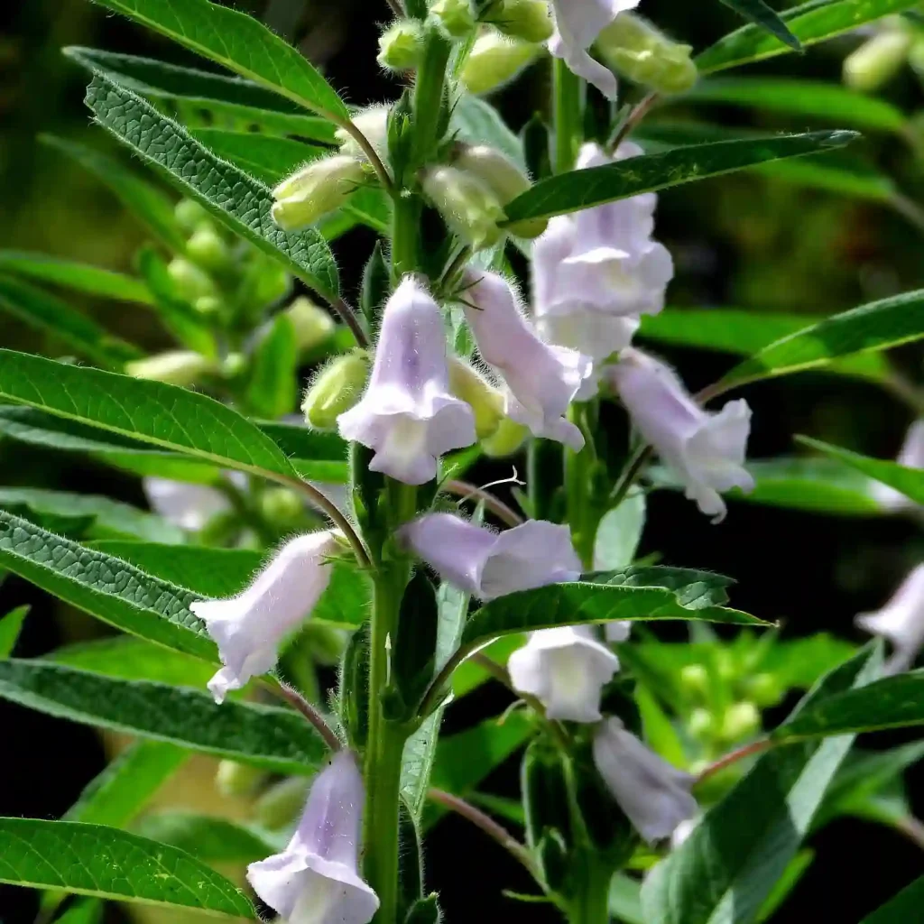 Sesame Plant