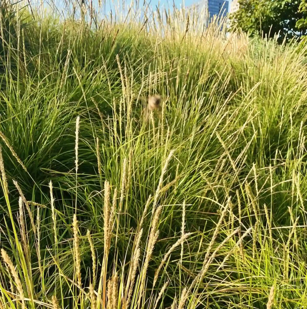 Sesleria Autumnalis