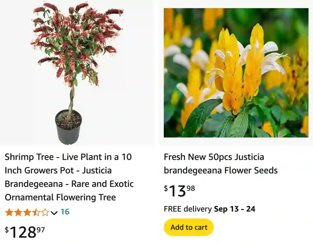 Shrimp Plant | Monsteraholic