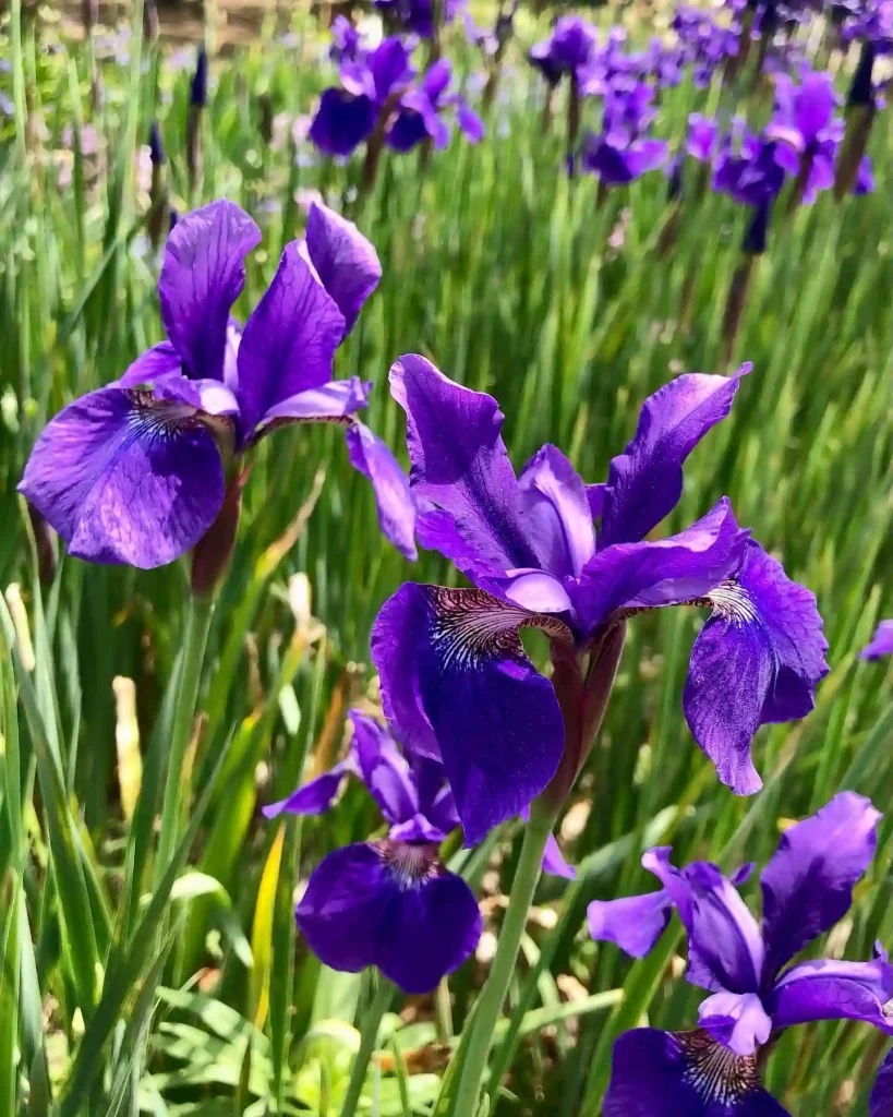 Siberian Iris