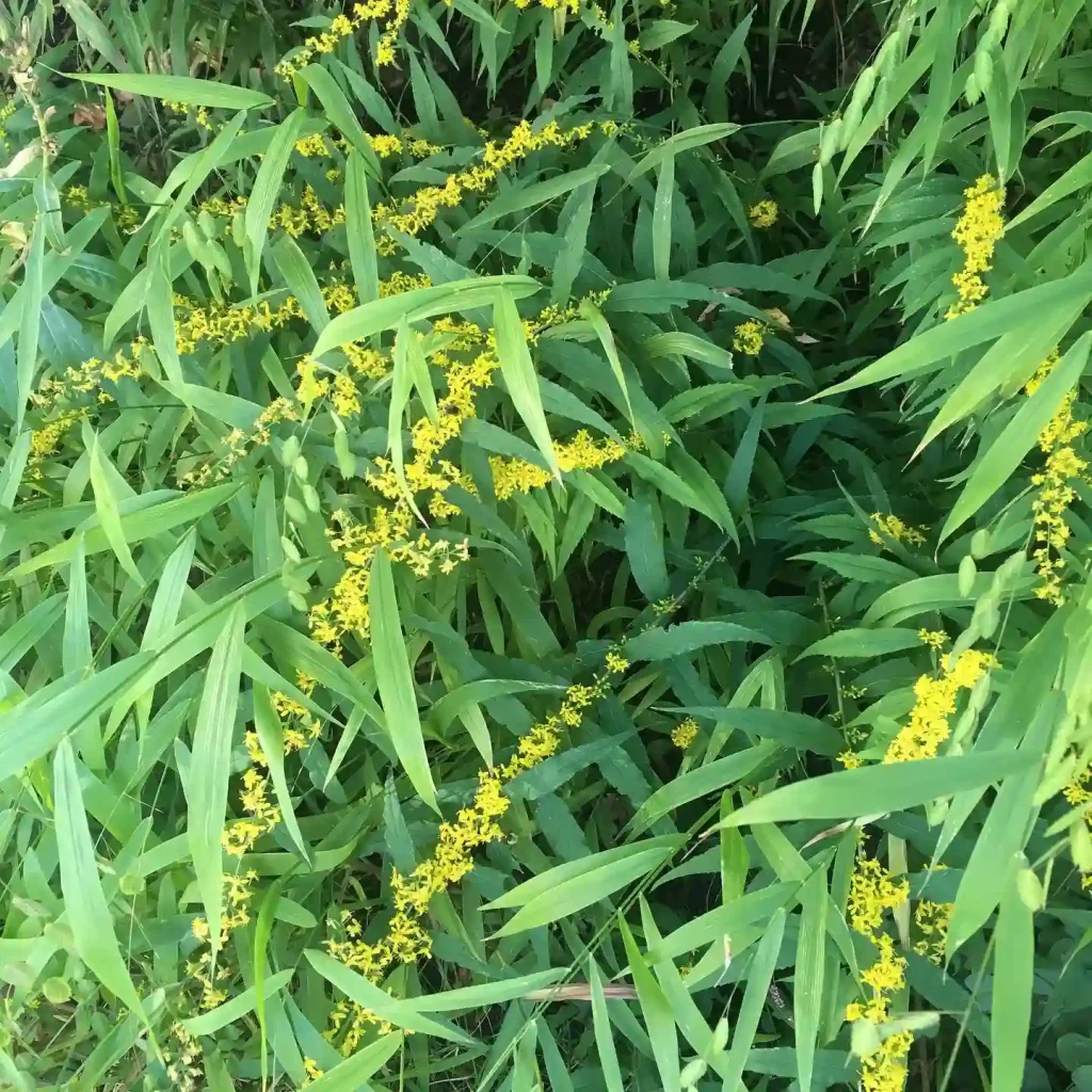 Solidago Caesia