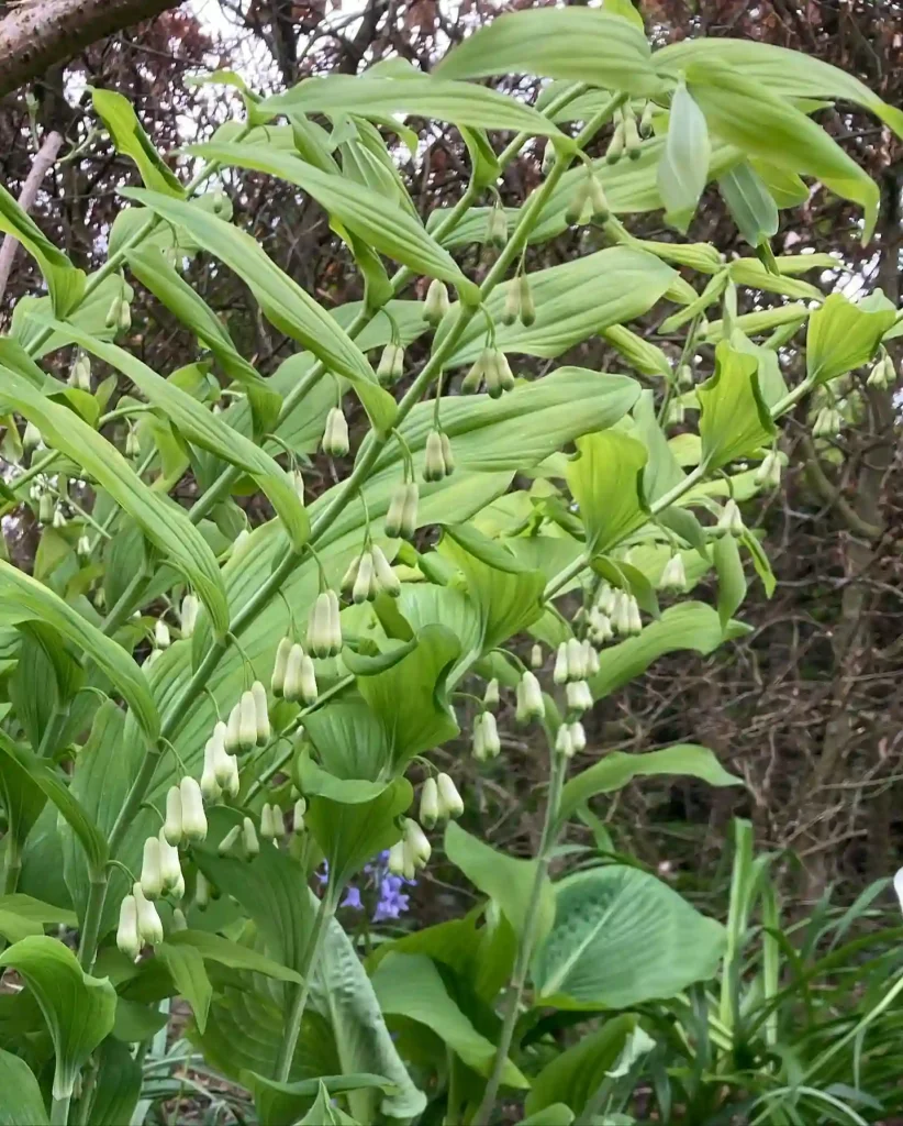 Solomon's Seal