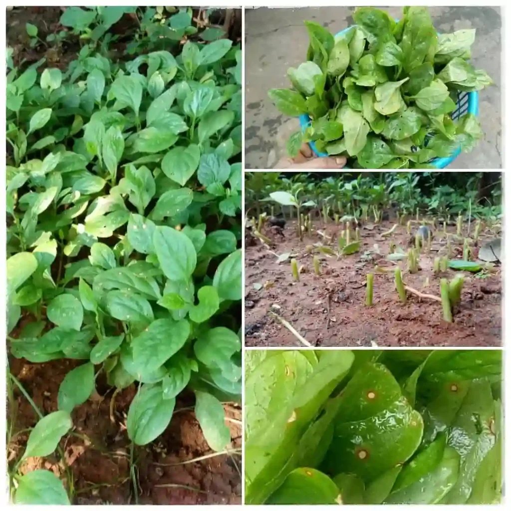 Spinach Plant