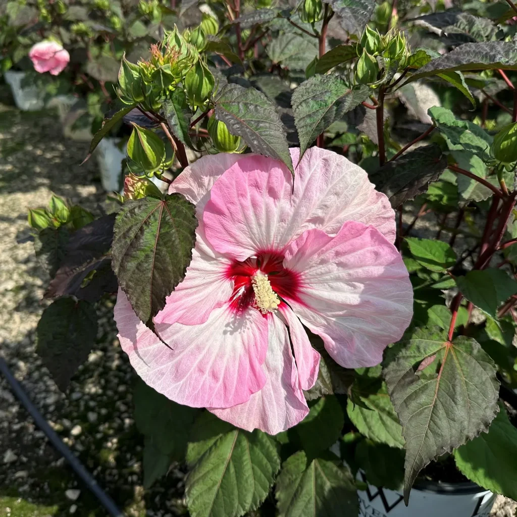 Spinderella Hibiscus