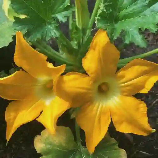 Squash Plant