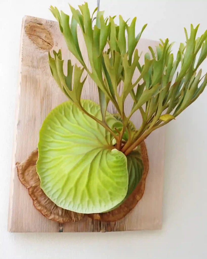 Staghorn Fern