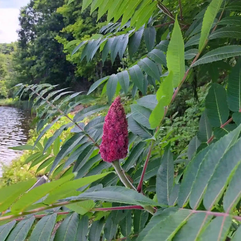 Staghorn Sumac