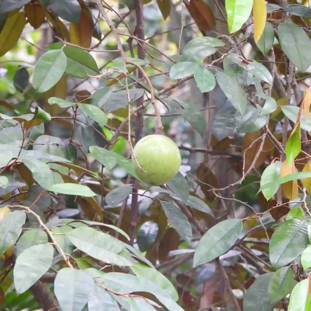 Star Apple