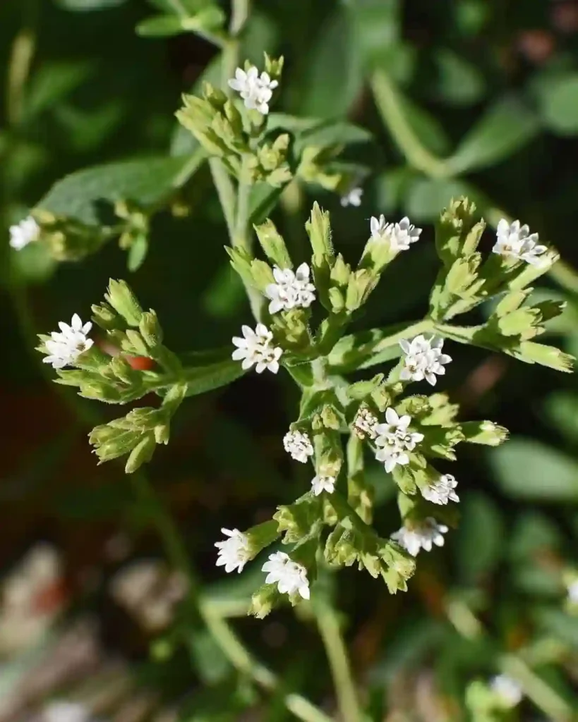 Stevia Rebaudiana