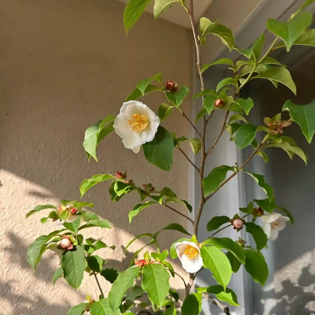 Stewartia Pseudocamellia