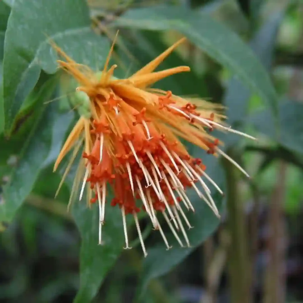 Stifftia Chrysantha