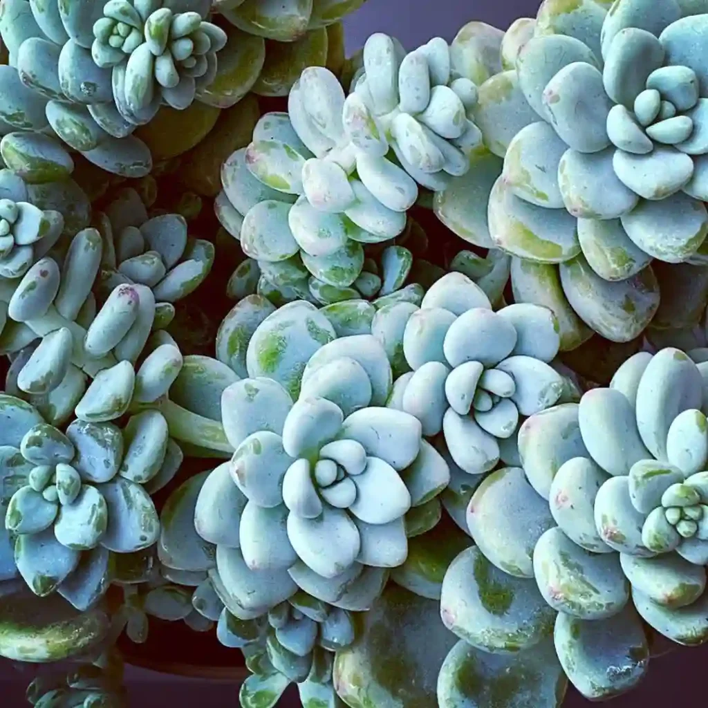 Stonecrop