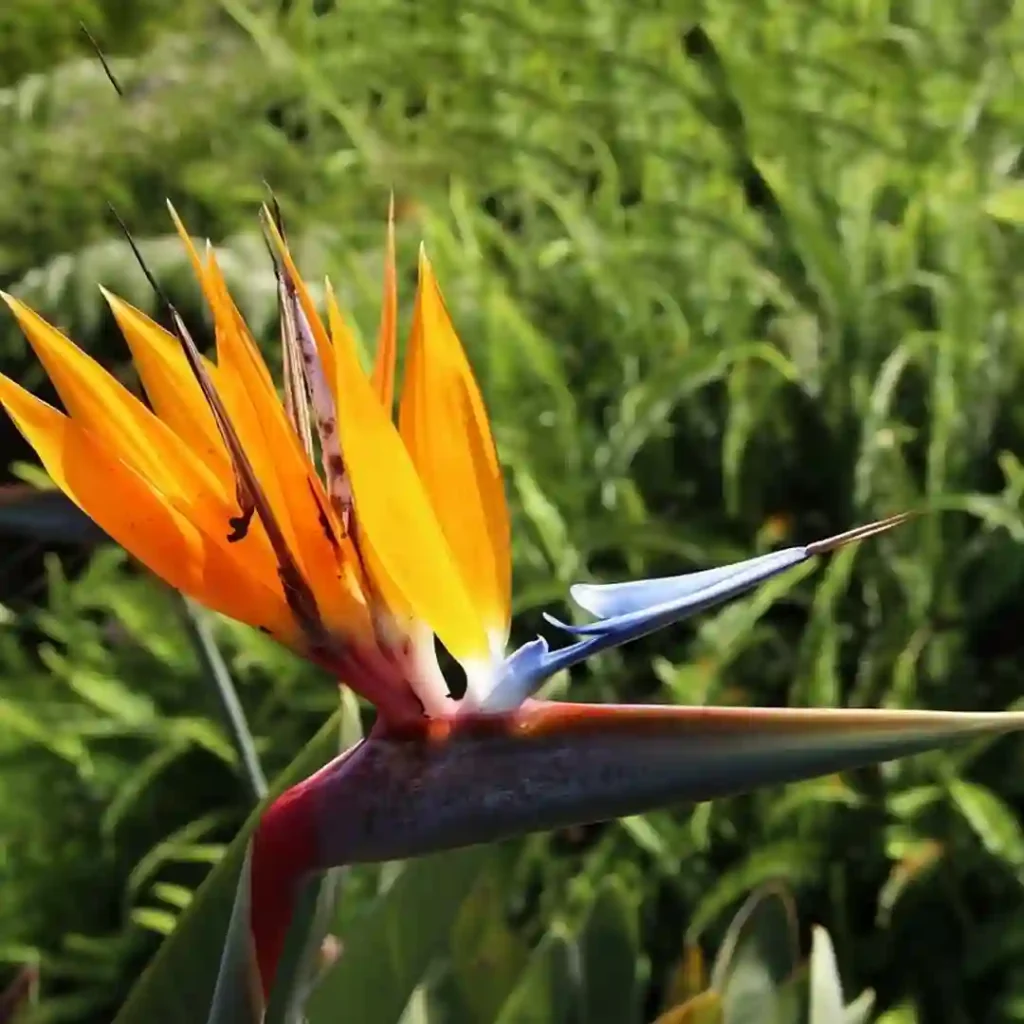 Strelitzia Reginae