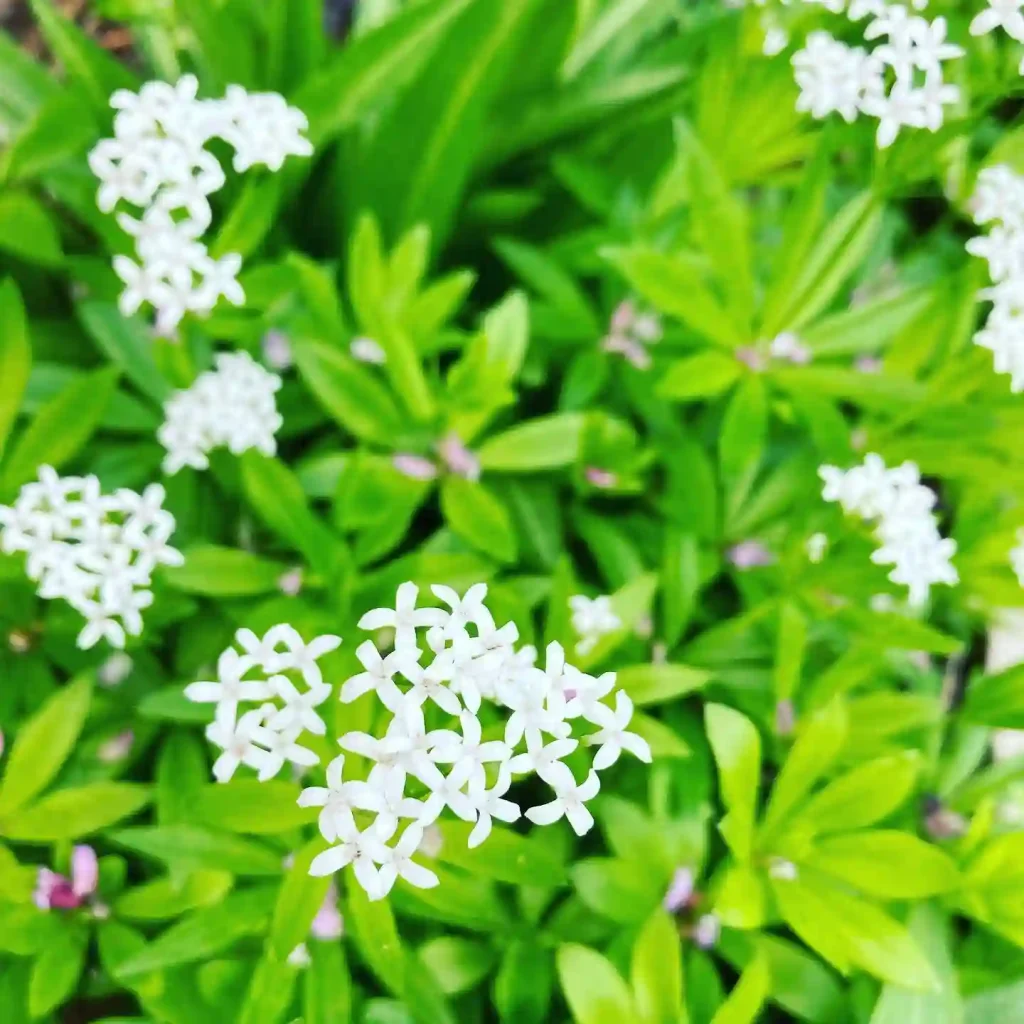 Sweet Woodruff