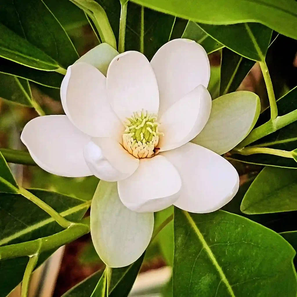 Sweetbay Magnolia