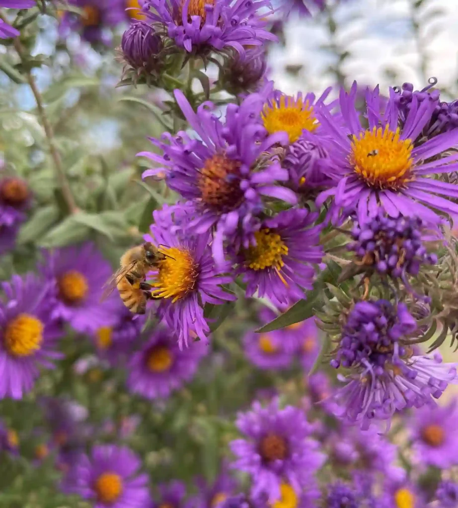 Symphyotrichum Novae-Angliae