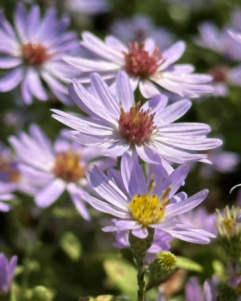 Symphyotrichum Shortii